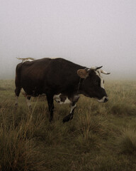 highland cow in a field