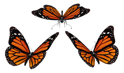 Fototapeta na wymiar Drei Schmetterlinge, Freisteller