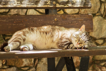 Cat napping on a bench out in the sun