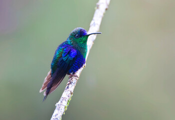 Violet-crowned Woodnymph, Thalurania colombica