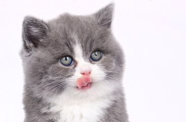 British bicolor kitten, grey and white cute cat