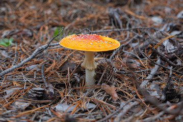 Fly agaric or Amanita muscaria. Toxic mushroom growing in the forest