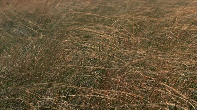 Grass blowing in the wind at sunset. Slow motion.