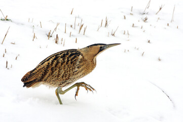 Great Bittern, Botaurus stellaris