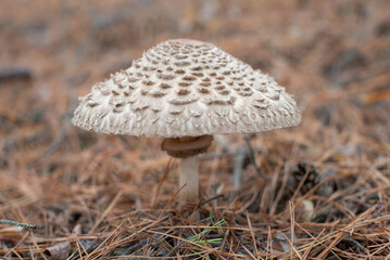 Parasol mushroom. Edible fungus Macrolepiota procera growing in the woods