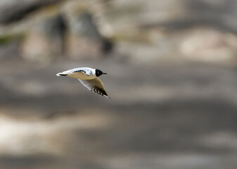 Andesmeeuw, Andean Gull, Chroicocephalus serranus