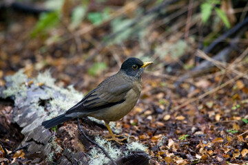 Magelhaenlijster, Austral Thrush, Turdus falcklandii
