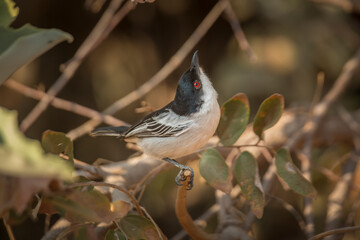 Black backed Puffback standing in a shrub in Kruger National park, South Africa ; Specie Dryoscopus...