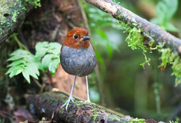 Bicolored Antpitta, Grallaria rufocinerea