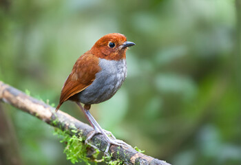 Bicolored Antpitta, Grallaria rufocinerea