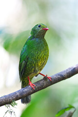 Green-and-black Fruiteater, Pipreola riefferii