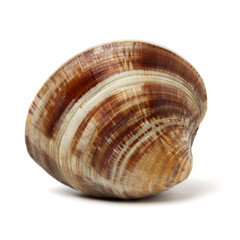 Stacked fresh raw clams on white background