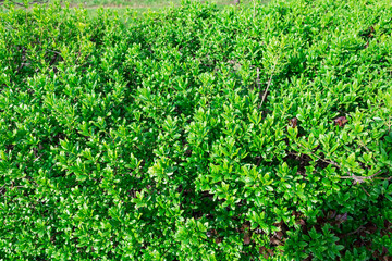 Fototapeta na wymiar Beautiful green natural background of green leaves in spring.