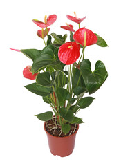 Anthurium rouge	en pot