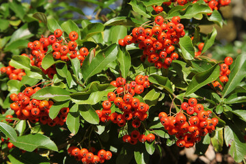 Baies rouges de pyracantha en automne