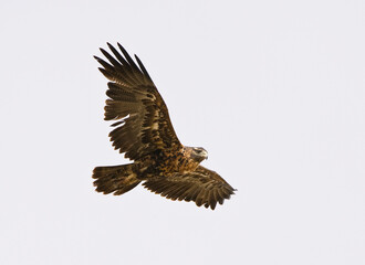 Black-chested Buzzard-Eagle, Geranoaetus melanoleucus