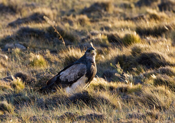 Black-chested Buzzard-Eagle, Geranoaetus melanoleucus