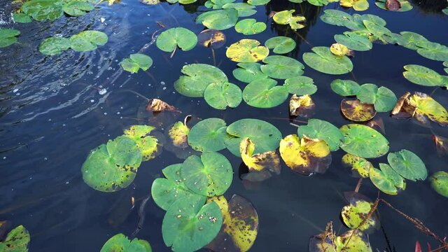 Footage of water lily in lake during autumn time with out flowers