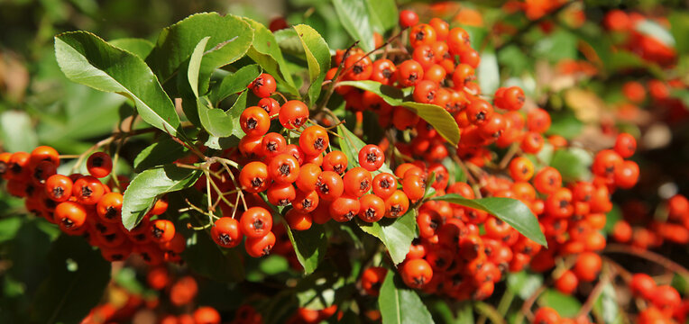 Baies rouges de pyracantha en automne