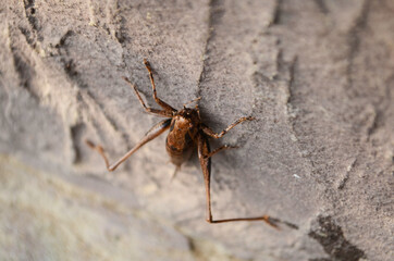 Camel cricket (or 