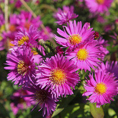 Obraz premium Aster 