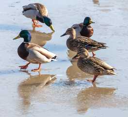 Ducks on ice in winter.