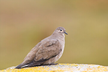Grote Punaduif, Black-winged Ground-dove, Metriopelia melanoptera
