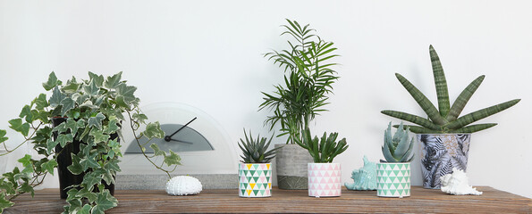 Plantes vertes sur une console de salon