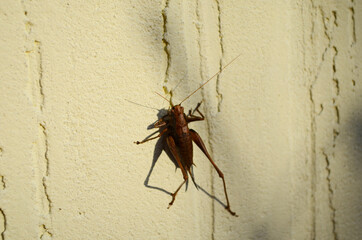 Camel cricket (or 