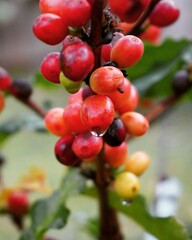 photo of coffee fruits in the forest