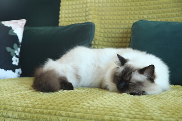 Chats endormis sur un fauteuil et canapé