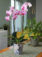 Orchidée Phalaenopsis et Pilea en intérieur