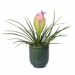Plante d'intérieur Tillandsia Cyanea