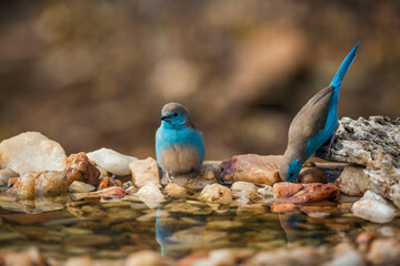 Two Blue-breasted Cordonbleu standing at waterhole in Kruger National park, South Africa ; Specie...