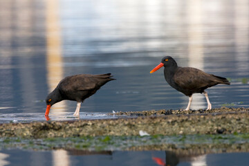 Blackish Oystercatcher, Haematopus ater