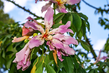 Big beautiful pink flower of silk floss tree on a background of green leaves close-up. Ceiba...