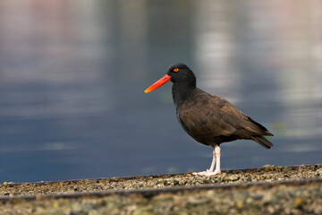 Blackish Oystercatcher, Haematopus ater