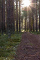 Fototapeta premium The light in the forest