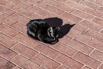 Black kitty with shiny fur sits isolated on the surface of red brick paving slabs. Beautiful wild street cat basking in the sun on the sidewalk