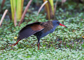 Naklejka premium Bogota Rail, Rallus semiplumbeus