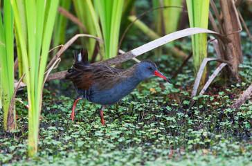 Bogota Rail, Rallus semiplumbeus