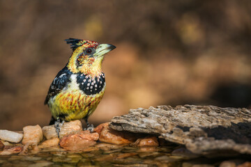Crested Barbet standing at waterhole in Kruger National park, South Africa ; Specie Trachyphonus vaillantii family of Ramphastidae