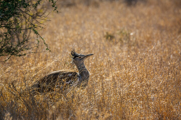 Kori bustard walking in backlit grass in Kruger National park, South Africa ; Specie Ardeotis kori family of Otididae