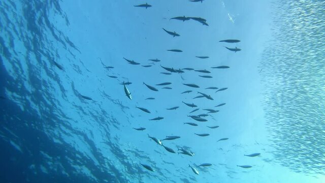 Little tuna fishes attacking a sardines baitball