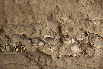 大森貝塚遺跡庭園　縄文貝塚遺構