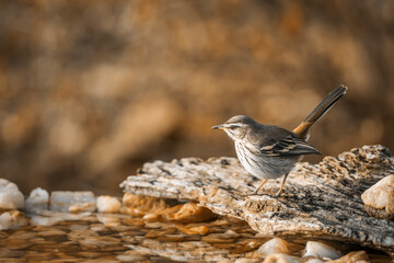 Red backed Scrub Robin standing at waterhole in Kruger National park, South Africa; specie Cercotrichas leucophrys family of Musicapidae