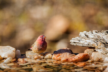 Red-billed Firefinch standing at waterhole in Kruger National park, South Africa ; Specie family Lagonosticta senegala of Estrildidae