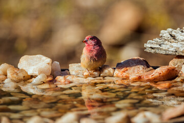 Red-billed Firefinch standing at waterhole in Kruger National park, South Africa ; Specie family Lagonosticta senegala of Estrildidae
