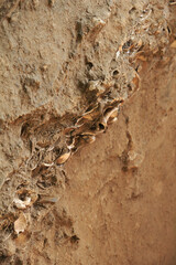 大森貝塚遺跡庭園　縄文貝塚遺構