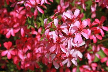 Géranium lierre simple rose	